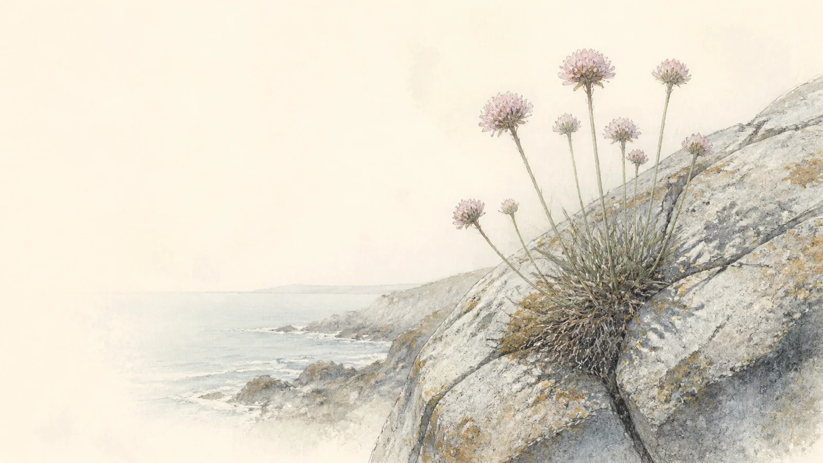 Sea thrift flowering from a crack in coastal granite.