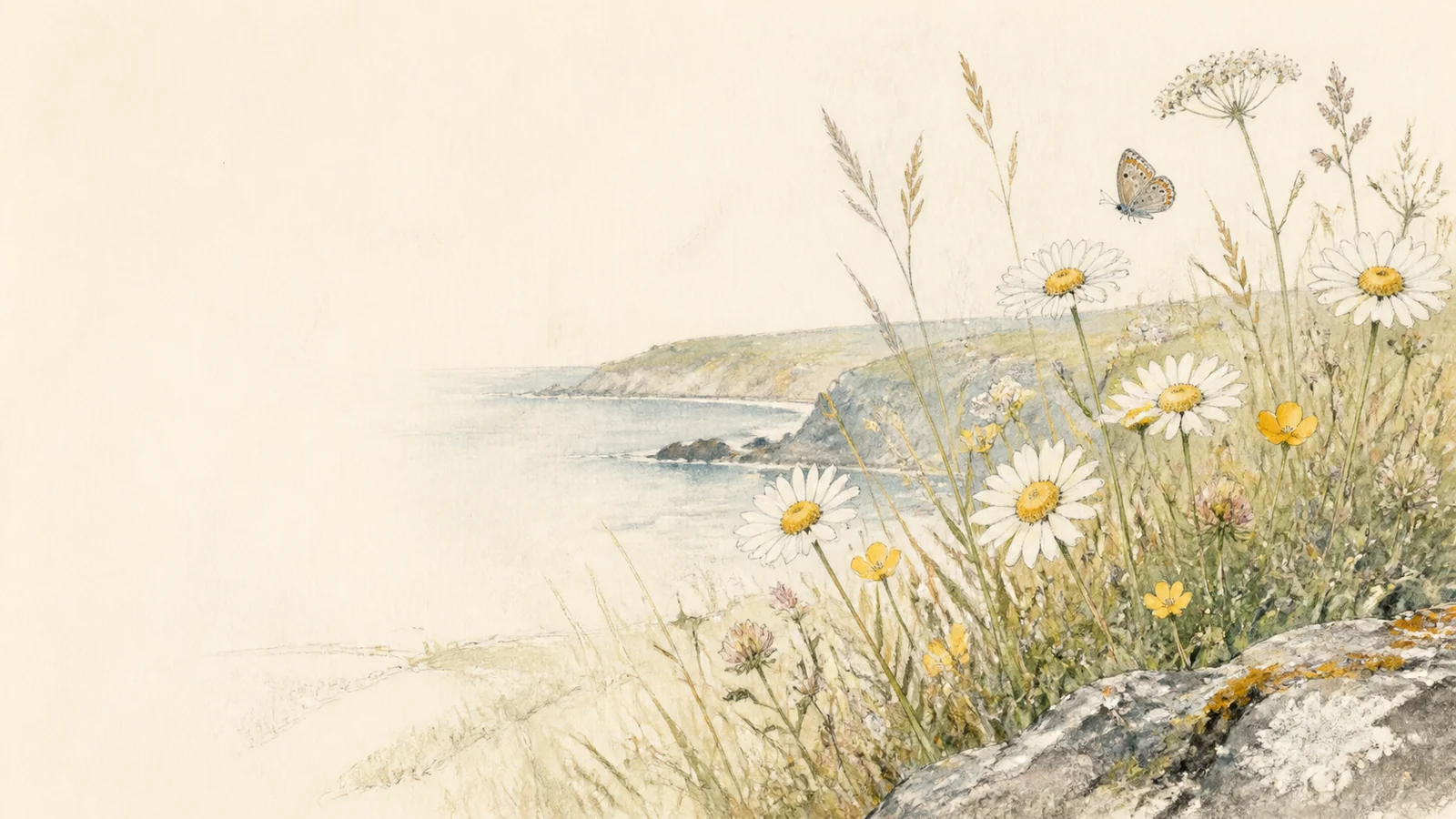 Coastal daisies and buttercups with a small butterfly.